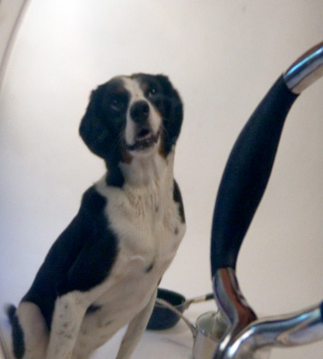 who's that handsome pup? 