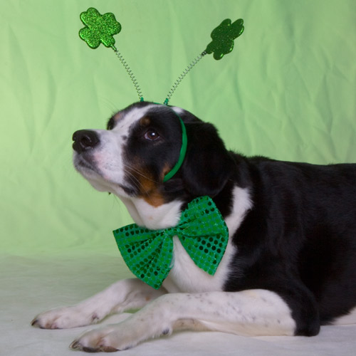 holidays are a very bad time for dogs