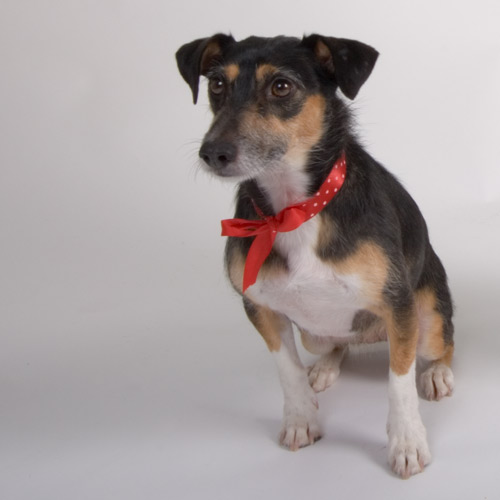 this is the nice one