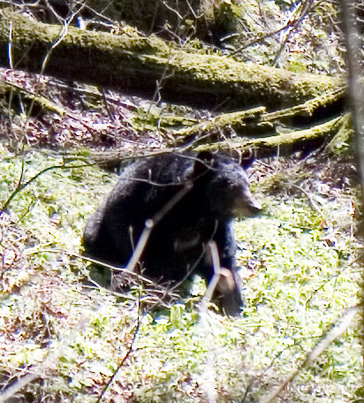 hey, bear, you wanna go for lunch?