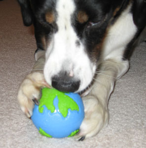 I've got the whole world in my paws