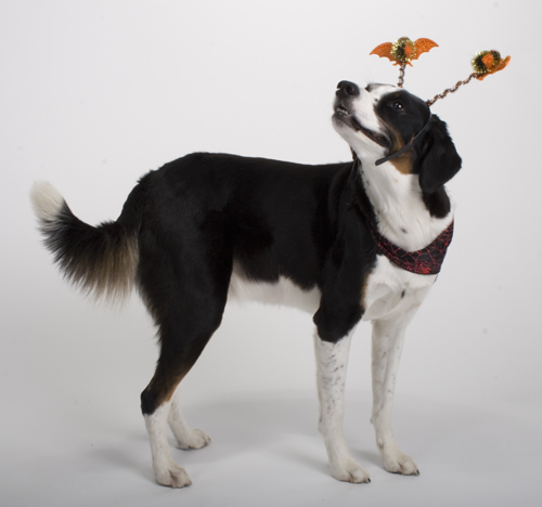 b-b-b-b-b-b-bat dog!