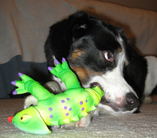 What?  Why shouldn't I chew his tail?