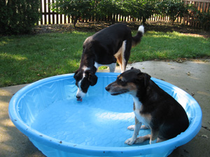 lapping up the good life