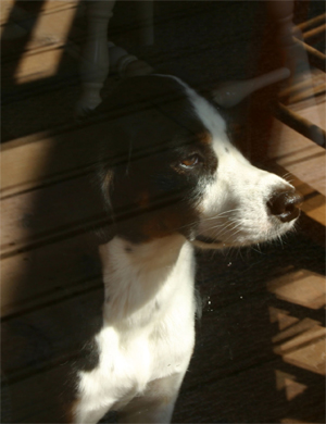 See through, not smell through.