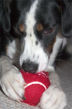 got me a good ball--bounce, catch, chew!