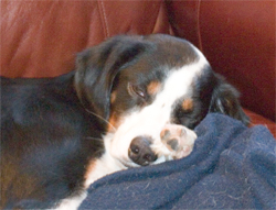 bark, nap, bark some more!!