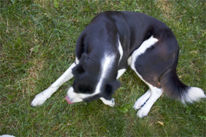 look at them!  They are BLUE!