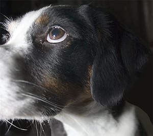 sorryDextersorryDextersorryDexter!