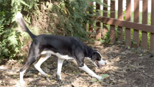 moles, yes.  voles, yes. mice, no.