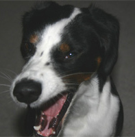 and sneezy!  Oooooh, that's not good!