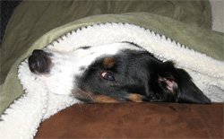 BearWatch 2005 is tough work.  Good thing I'm on bay-kay-shun!