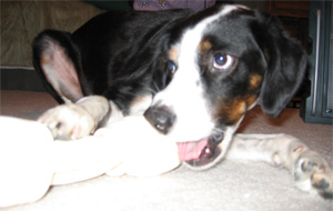 rawhide is good for writer's block too