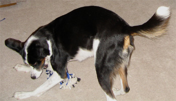 it's even more fun if it is one of LB's toys