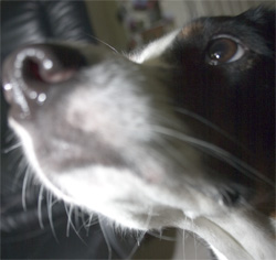 I've been very good, Santa!