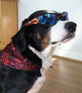 I am El Loo.  Give me your candy.