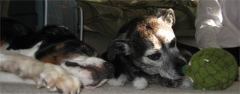 LB says this is a good example of me being a news-sance.  Whatever.