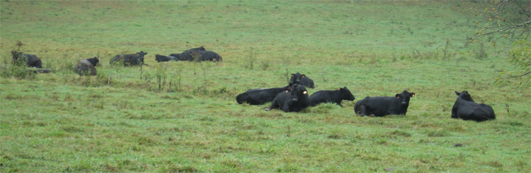 don't they look delicious?  mmm...moobears