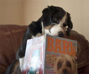 it's what all the dogs are reading