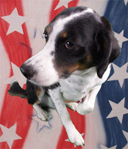 Happy 4th of July!  Freedom rocks!