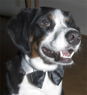 every dog's crazy 'bout a sharp dressed Lyle