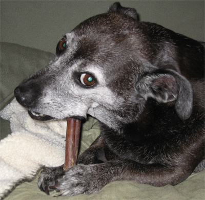 grabbin' a rawhide and chewin' it, chewin' it