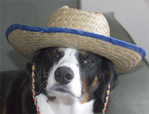 I like dogs in cowboy hats