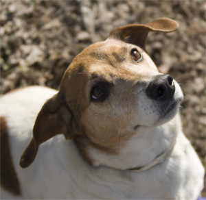 a very bright young beagle mix.  He'll play the police chief.