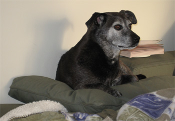 stuck on the pillow thing.  Poor LB.