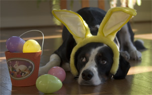 they aren't even real eggs