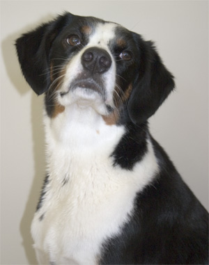 perfect for any occasion